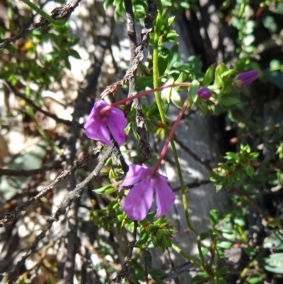Tetratheca bauerifolia (Heath Pink-bells) at Paddys River, ACT - 4 Oct 2014 by galah681