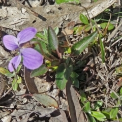 Viola betonicifolia (Mountain Violet) at Paddys River, ACT - 3 Oct 2014 by galah681