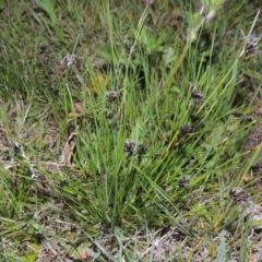 Schoenus apogon (Common Bog Sedge) at Kambah, ACT - 30 Sep 2014 by MichaelBedingfield