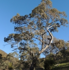 Eucalyptus melliodora (Yellow Box) at Conder, ACT - 2 Oct 2014 by michaelb