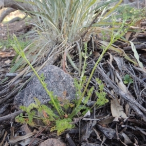 Daucus glochidiatus at Conder, ACT - 2 Oct 2014