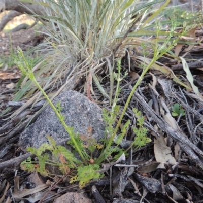 Daucus glochidiatus (Australian Carrot) at Conder, ACT - 2 Oct 2014 by michaelb