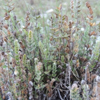 Cheilanthes distans (Bristly Cloak Fern) at Conder, ACT - 2 Oct 2014 by MichaelBedingfield