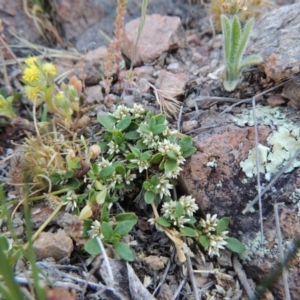 Alternanthera sp. A Flora of NSW (M. Gray 5187) J. Palmer at Conder, ACT - 2 Oct 2014 06:17 PM