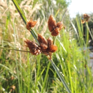 Bolboschoenus caldwellii at Greenway, ACT - 19 Dec 2015 06:55 PM