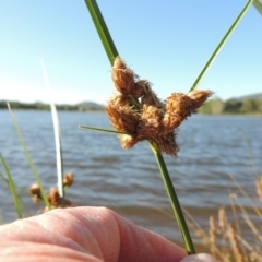 Bolboschoenus caldwellii (Salt Club-rush) at Greenway, ACT - 28 Dec 2015 by MichaelBedingfield
