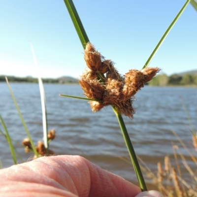 Bolboschoenus caldwellii (Salt Club-rush) at Greenway, ACT - 28 Dec 2015 by MichaelBedingfield
