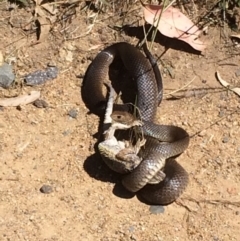 Pseudonaja textilis (Eastern Brown Snake) at Melba, ACT - 4 Dec 2015 by IanPollard