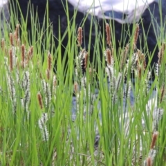 Carex gaudichaudiana (Fen Sedge) at Greenway, ACT - 18 Oct 2015 by michaelb