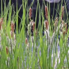 Carex gaudichaudiana at Greenway, ACT - 18 Oct 2015 07:24 PM