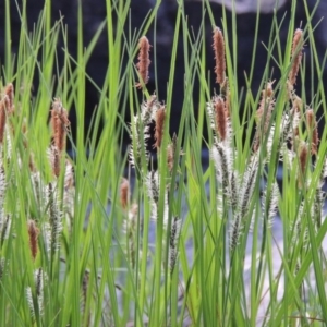 Carex gaudichaudiana at Greenway, ACT - 18 Oct 2015 07:24 PM