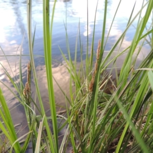 Carex gaudichaudiana at Greenway, ACT - 1 Nov 2014