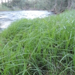 Carex gaudichaudiana at Greenway, ACT - 1 Nov 2014