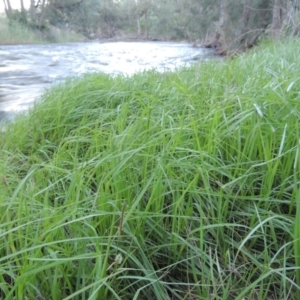 Carex gaudichaudiana at Greenway, ACT - 1 Nov 2014