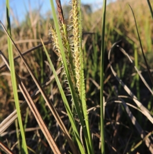 Carex gaudichaudiana at Paddys River, ACT - 8 Oct 2014 06:21 PM