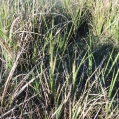 Carex gaudichaudiana at Paddys River, ACT - 8 Oct 2014