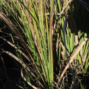 Carex gaudichaudiana at Paddys River, ACT - 8 Oct 2014 06:21 PM