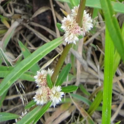 Alternanthera denticulata (Lesser Joyweed) at Paddys River, ACT - 16 Jan 2016 by galah681