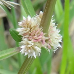 Alternanthera denticulata at Paddys River, ACT - 16 Jan 2016 12:01 PM