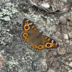 Junonia villida (Meadow Argus) at Paddys River, ACT - 13 Feb 2015 by galah681