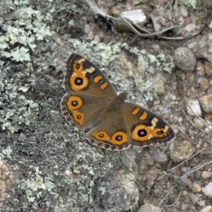 Junonia villida at Paddys River, ACT - 14 Feb 2015