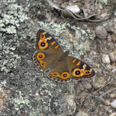 Junonia villida (Meadow Argus) at Paddys River, ACT - 13 Feb 2015 by galah681