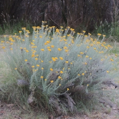 Chrysocephalum semipapposum (Clustered Everlasting) at Bonython, ACT - 13 Dec 2015 by MichaelBedingfield