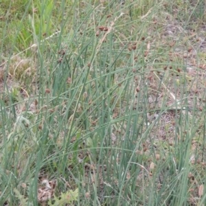 Schoenoplectus pungens at Bonython, ACT - 13 Dec 2015