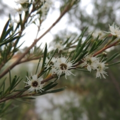 Kunzea ericoides (Burgan) at Bonython, ACT - 13 Dec 2015 by michaelb