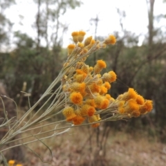 Chrysocephalum semipapposum (Clustered Everlasting) at Bonython, ACT - 13 Dec 2015 by michaelb