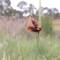 Schoenoplectus pungens (Common Three-Square) at Bonython, ACT - 13 Dec 2015 by michaelb