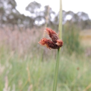 Schoenoplectus pungens at Bonython, ACT - 13 Dec 2015 07:52 PM