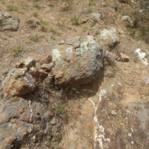 Cheilanthes distans at Stromlo, ACT - 17 Jan 2016