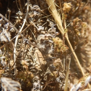 Cheilanthes distans at Stromlo, ACT - 17 Jan 2016 01:33 PM