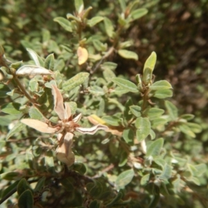 Pomaderris pallida at Stromlo, ACT - 17 Jan 2016 12:53 PM