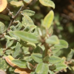 Pomaderris pallida at Stromlo, ACT - 17 Jan 2016 12:53 PM