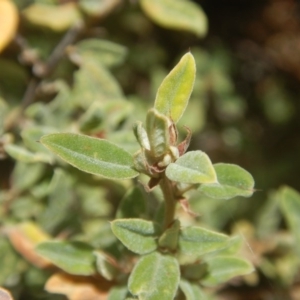 Pomaderris pallida at Stromlo, ACT - 17 Jan 2016 12:53 PM