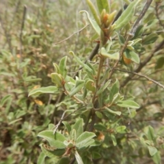 Pomaderris pallida (Pale Pomaderris) at Stromlo, ACT - 17 Jan 2016 by MichaelMulvaney