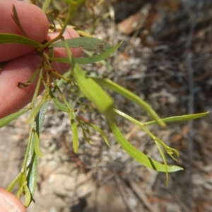 Acacia verniciflua at Stromlo, ACT - 17 Jan 2016 01:50 PM