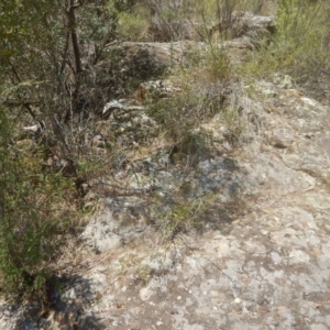 Acacia verniciflua at Stromlo, ACT - 17 Jan 2016 01:50 PM