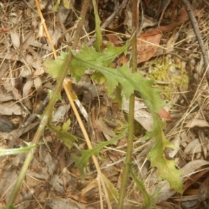 Senecio bathurstianus at Stromlo, ACT - 17 Jan 2016 01:10 PM