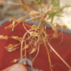 Senecio bathurstianus at Stromlo, ACT - 17 Jan 2016