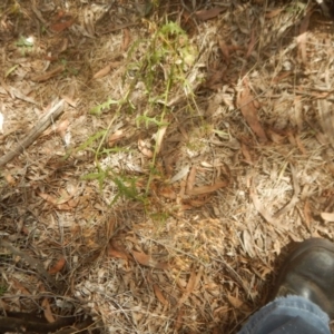 Senecio bathurstianus at Stromlo, ACT - 17 Jan 2016