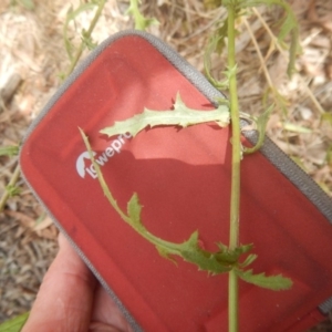 Senecio bathurstianus at Stromlo, ACT - 17 Jan 2016