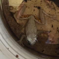 Litoria peronii (Peron's Tree Frog, Emerald Spotted Tree Frog) at Bungendore, NSW - 17 Jan 2016 by yellowboxwoodland