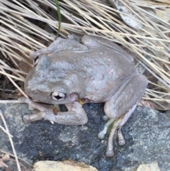 Litoria peronii at Bungendore, NSW - 17 Jan 2016