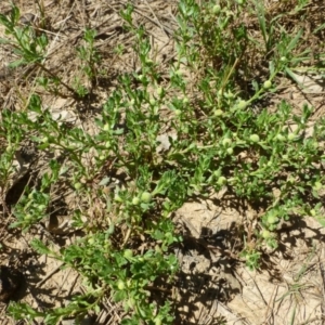 Centipeda cunninghamii at Acton, ACT - 15 Jan 2016