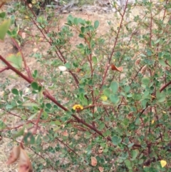 Goodia lotifolia at Watson, ACT - 2 Jan 2016