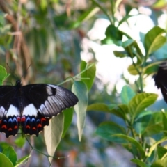 Papilio aegeus (Orchard Swallowtail, Large Citrus Butterfly) at Yarralumla, ACT - 17 Jan 2016 by Ratcliffe