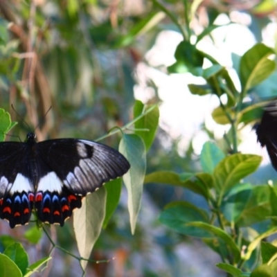 Papilio aegeus (Orchard Swallowtail, Large Citrus Butterfly) at Yarralumla, ACT - 17 Jan 2016 by Ratcliffe